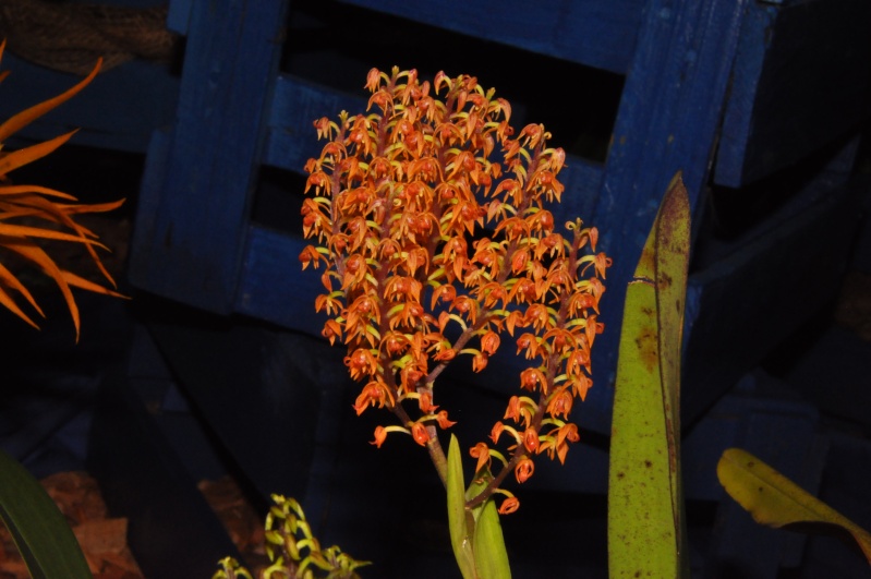 salon de Winterthur, orchidées du genre "qu'on ne voit pas souvent" Polyst10