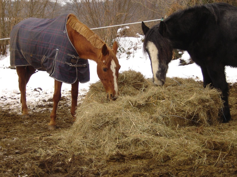 Voyou, percheron hongre  3 ans dept 58 à adopter et parrainer Dsc04115