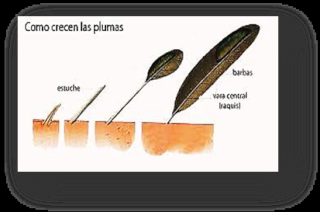 INVESTIGACIÓN CAROTENOIDES  710