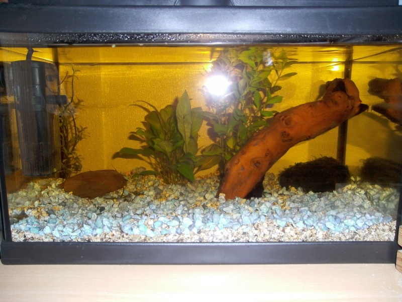 Mon bac de 20L pour Red Cherry - Page 2 Pict0110