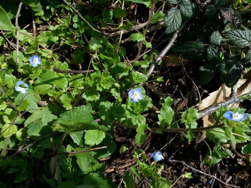 Je la connais , mais personne nous a présenter.  Veronica persica Fleurb10