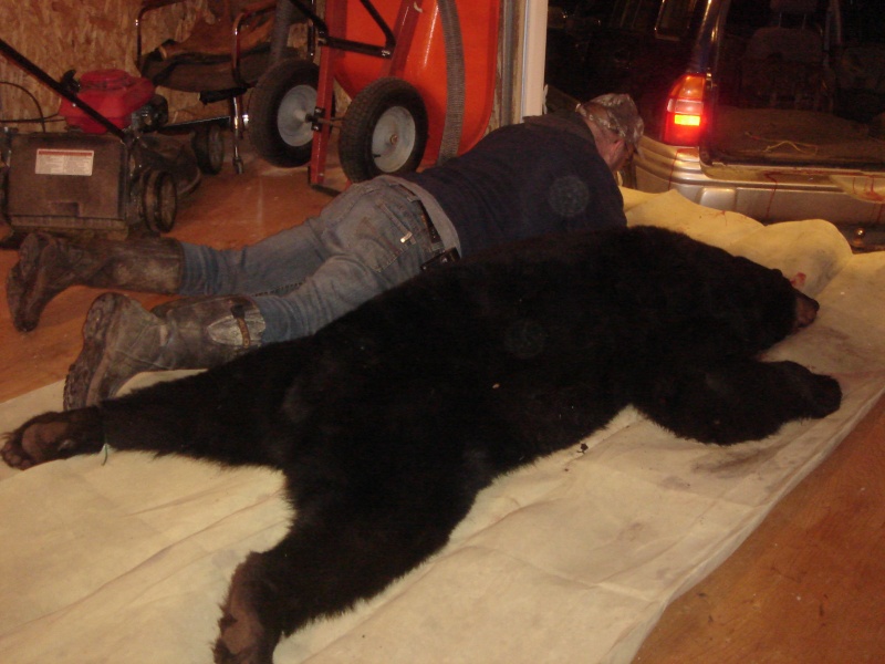 quel est votre plus gros ours que vous avez tuer Dsc05010