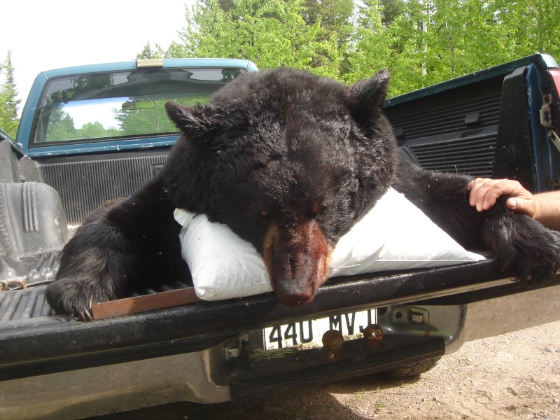 quel est votre plus gros ours que vous avez tuer Dsc05711