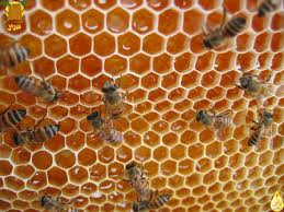 فوائد العسل,, Loi10