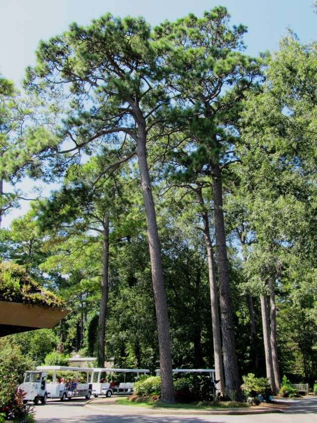 American Bonsai at the NC Arboretum - Page 4 111