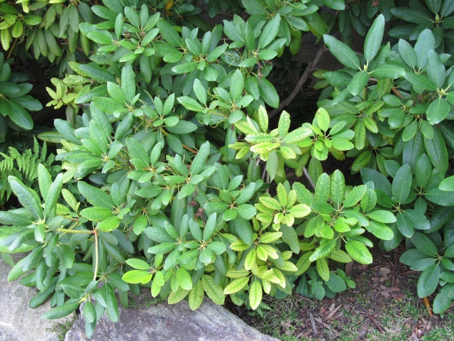 American Bonsai at the NC Arboretum - Page 3 210