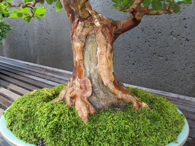 American Bonsai at the NC Arboretum - Page 4 610