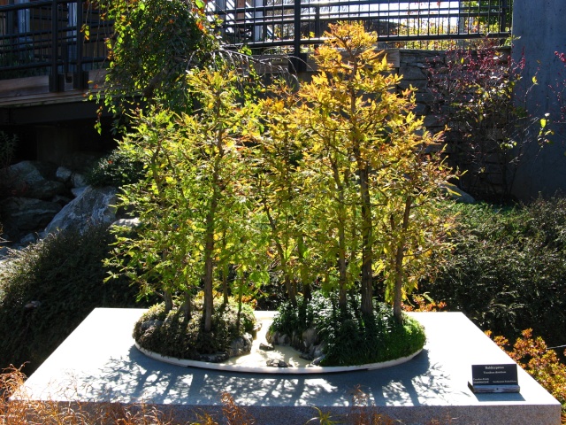 American Bonsai at the NC Arboretum Baldcy11