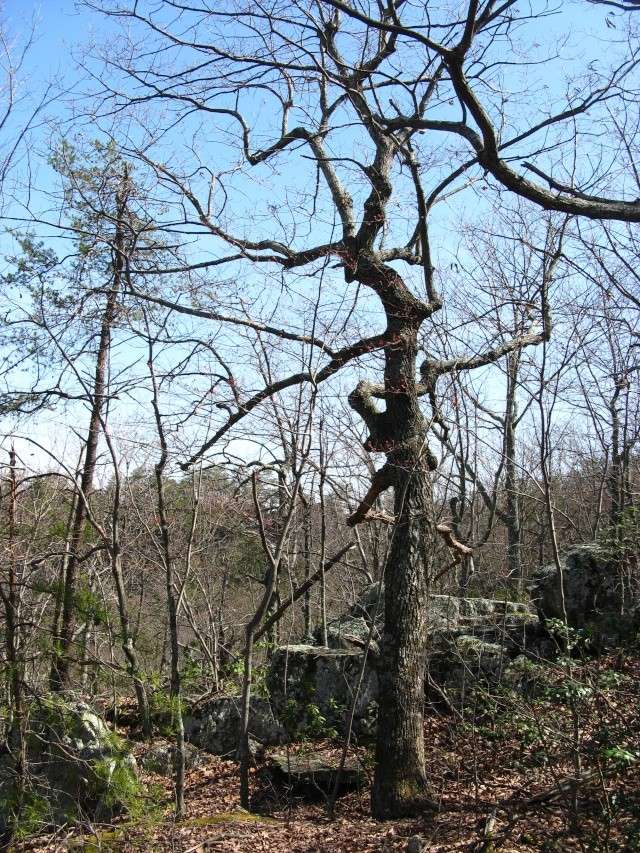 American Bonsai at the NC Arboretum Chestn11