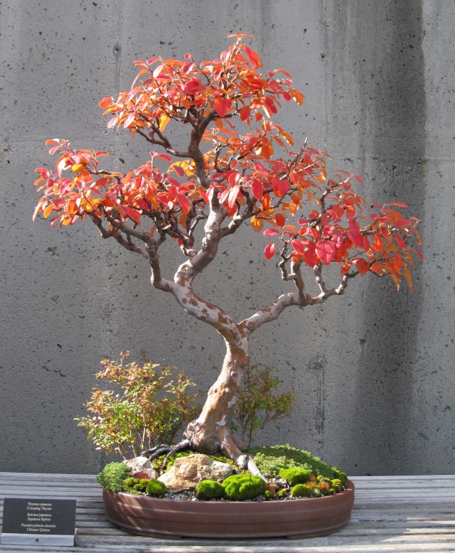 American Bonsai at the NC Arboretum Chines10