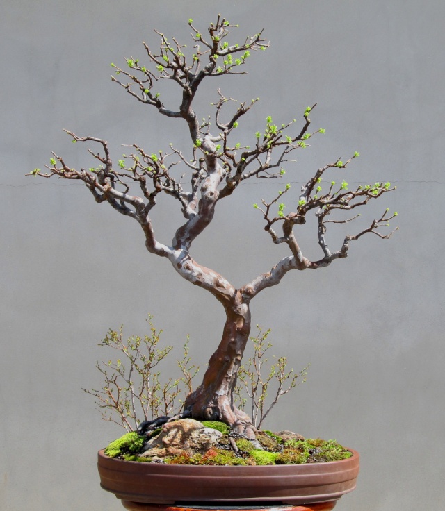 American Bonsai at the NC Arboretum Chines11