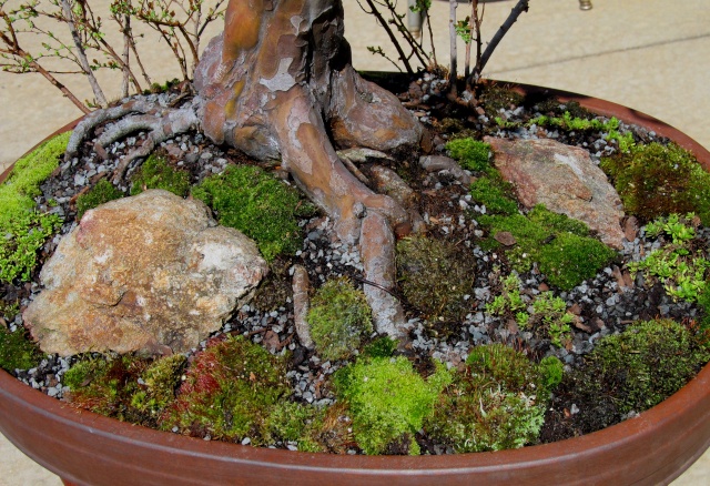 American Bonsai at the NC Arboretum Chines12