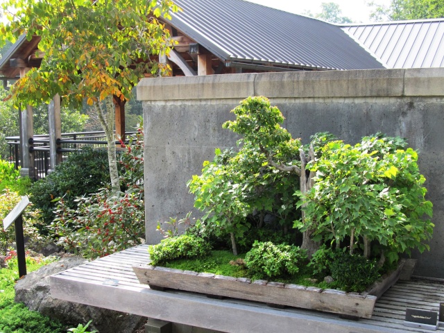 American Bonsai at the NC Arboretum - Page 4 F10