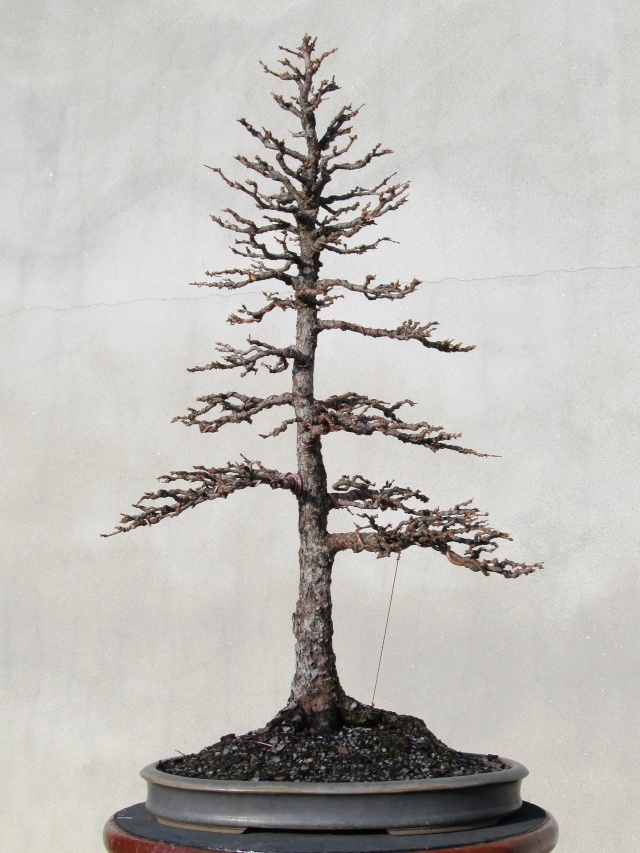 American Bonsai at the NC Arboretum - Page 2 Februa12