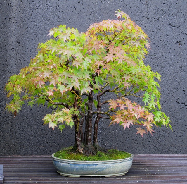 American Bonsai at the NC Arboretum - Page 4 G10