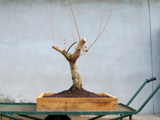 American Bonsai at the NC Arboretum - Page 2 Img_4712