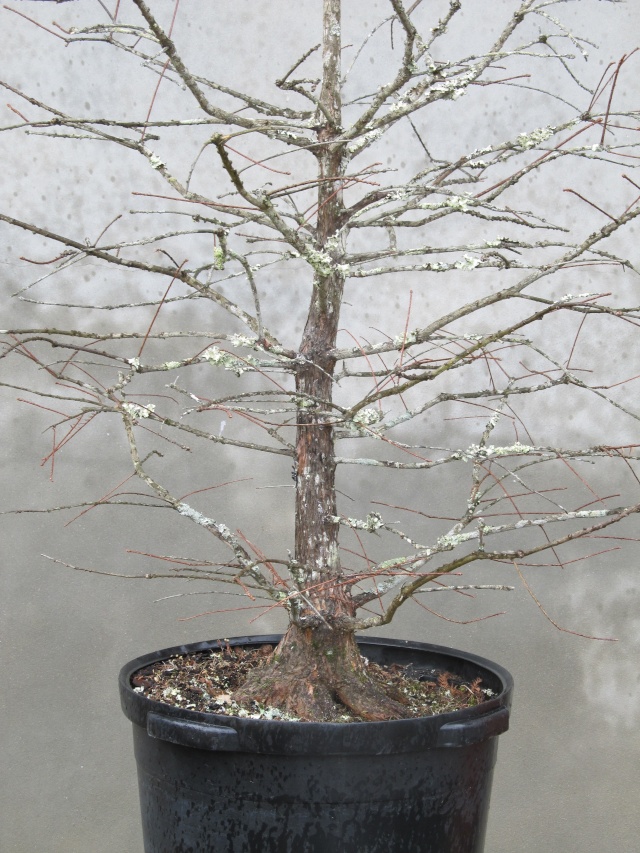 American Bonsai at the NC Arboretum - Page 4 Januar11