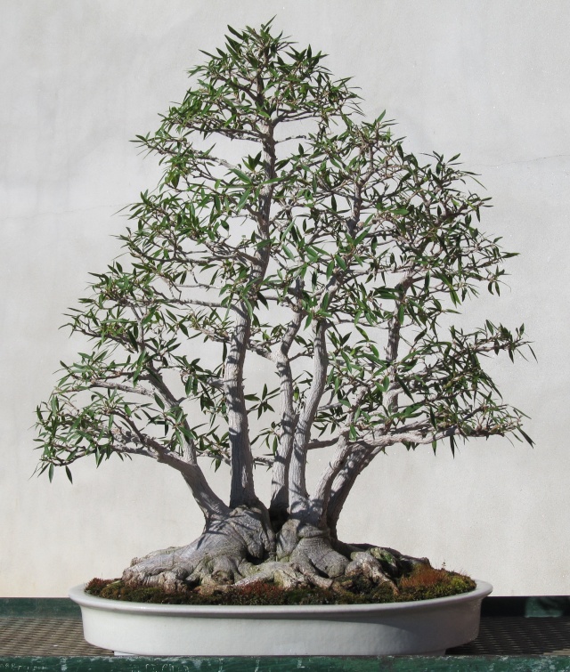 American Bonsai at the NC Arboretum - Page 2 March_13