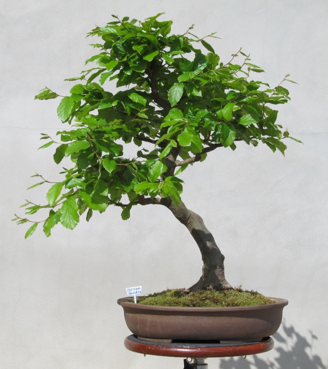 Developing a Persian Parrotia with Arthur Joura P110