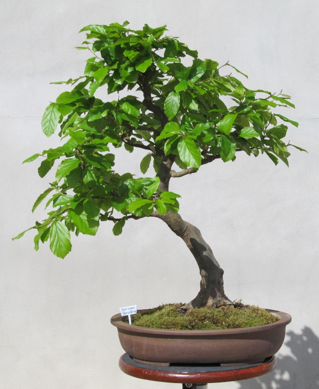 Developing a Persian Parrotia with Arthur Joura P210