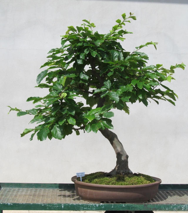 Developing a Persian Parrotia with Arthur Joura P310