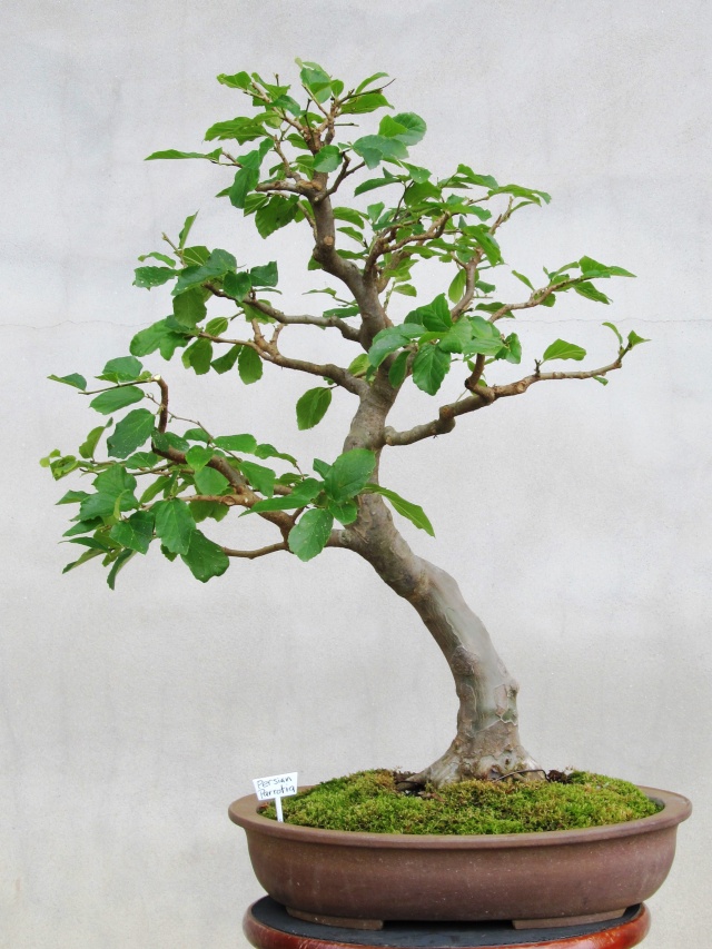 Developing a Persian Parrotia with Arthur Joura P410