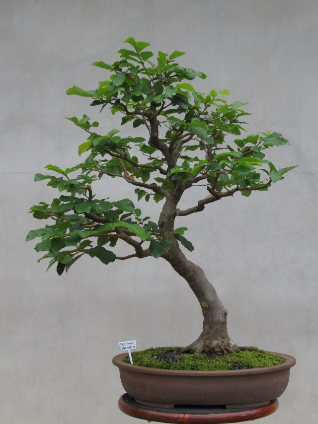 Developing a Persian Parrotia with Arthur Joura P610