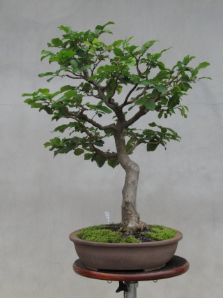 Developing a Persian Parrotia with Arthur Joura P710