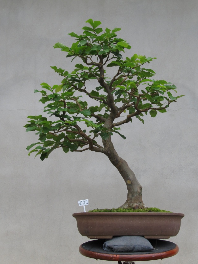 Developing a Persian Parrotia with Arthur Joura P9410