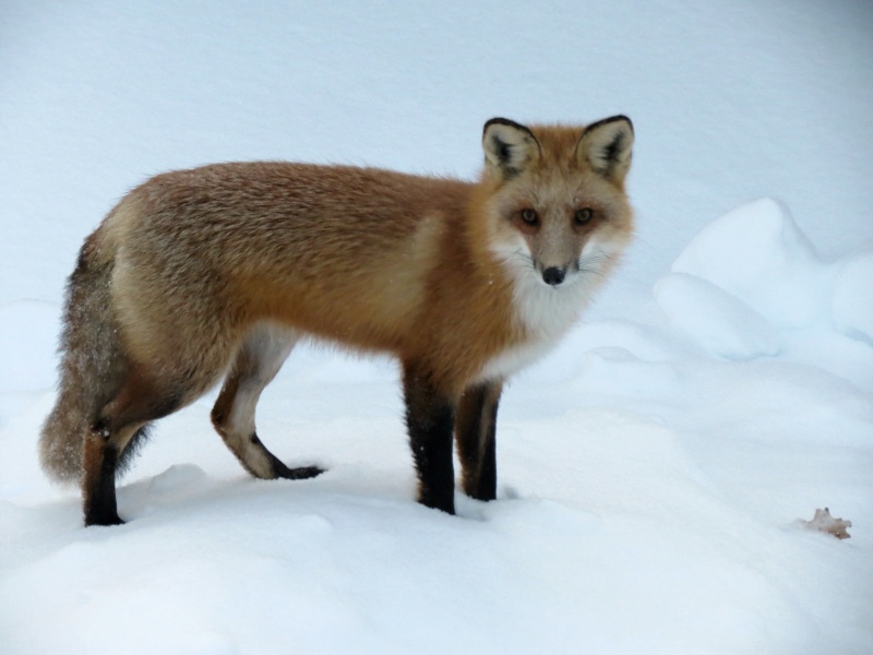 Un renard dans la cour Img_6710