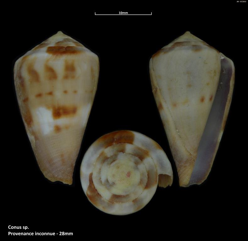 Conus (Rhizoconus) namocanus   Hwass in Bruguière, 1792 - Page 2 M2_t1b25