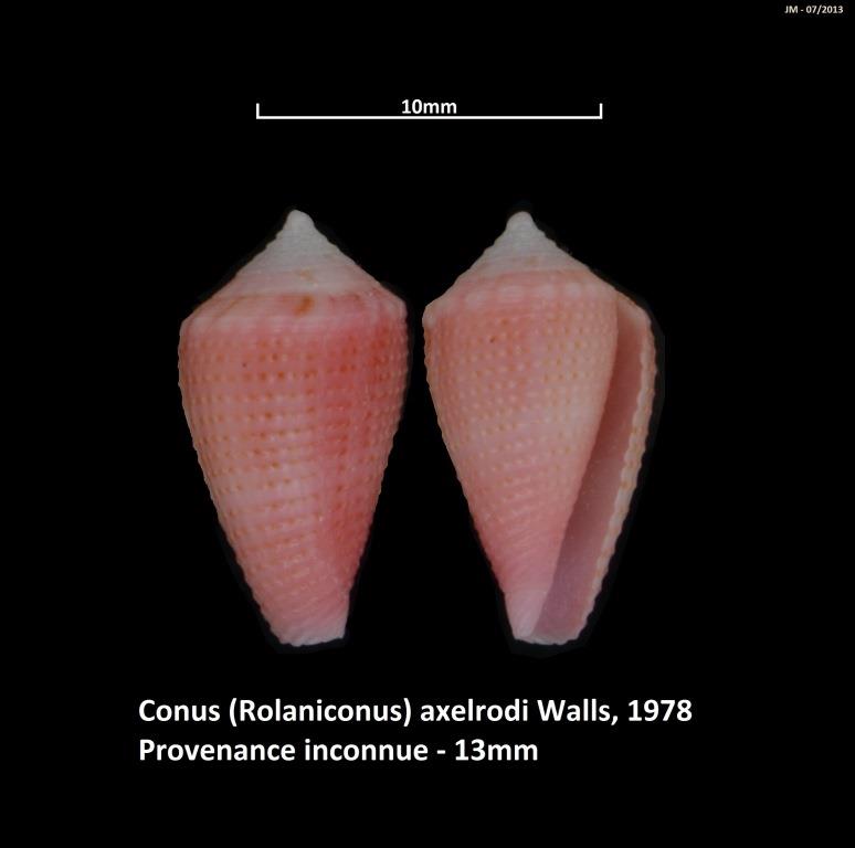 Conus (Strategoconus) axelrodi   Walls, 1978 M2_t1b28