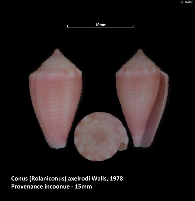 Conus (Strategoconus) axelrodi   Walls, 1978 M2_t1b29