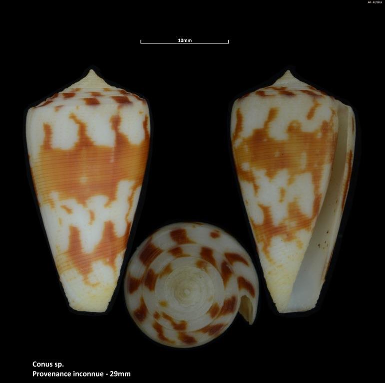 Conus (Strategoconus) striatellus   Link, 1807 - Page 2 M2_t1b31
