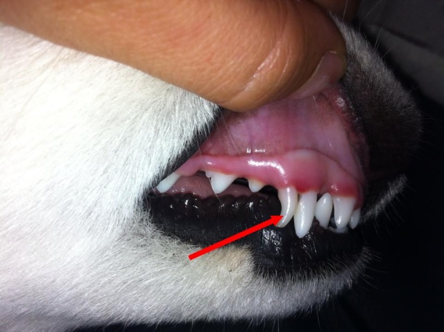 La dernière dent de lait de mon chien ne veut pas tomber Ff10