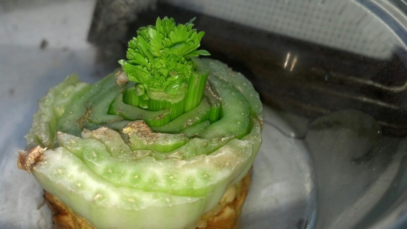 regrow celery - Onion - Celery - Carrots - Possible to get new plant from planting roots? 88707411