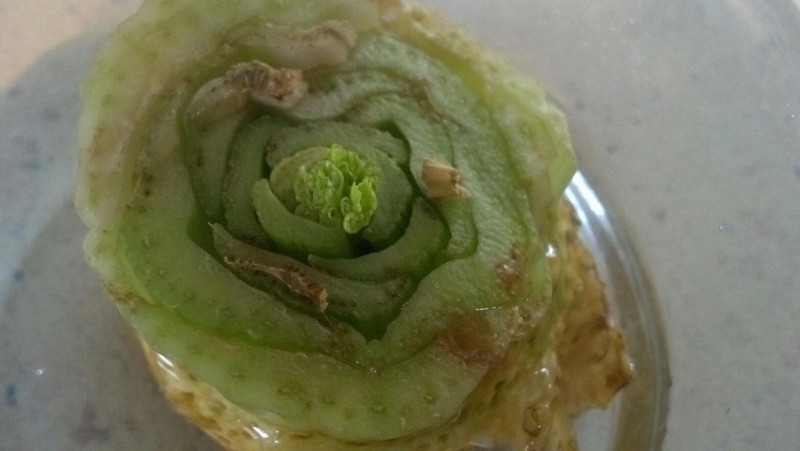 regrow celery - Onion - Celery - Carrots - Possible to get new plant from planting roots? 89291811