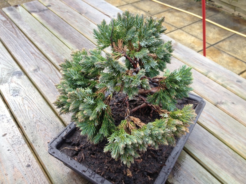 Juniperus Squamata styling  Image_10