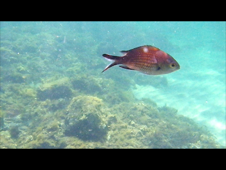 Snorkeling in the Mediterranean Sea Instan12