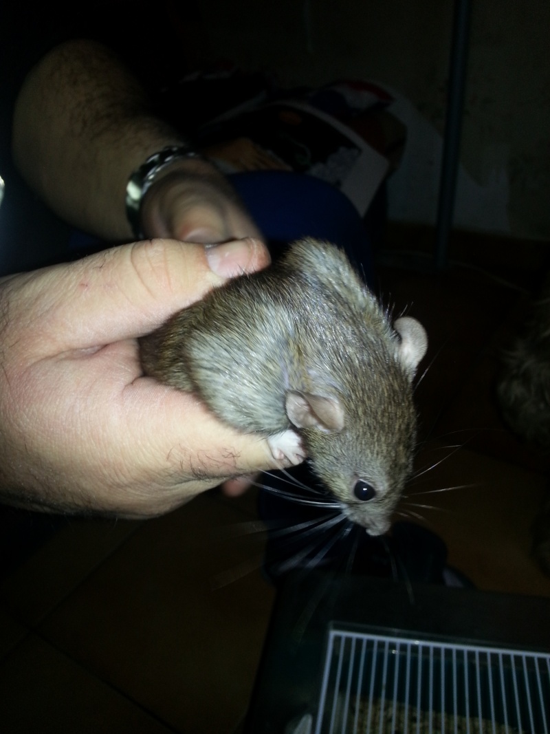 Deux Males à adopter ( Salon de Provence: 13) Agouti10