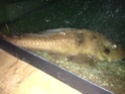 Ancistrus - Pleco ? Img_0110