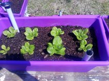Romaine Lettuce In Growums Box Lettuc10