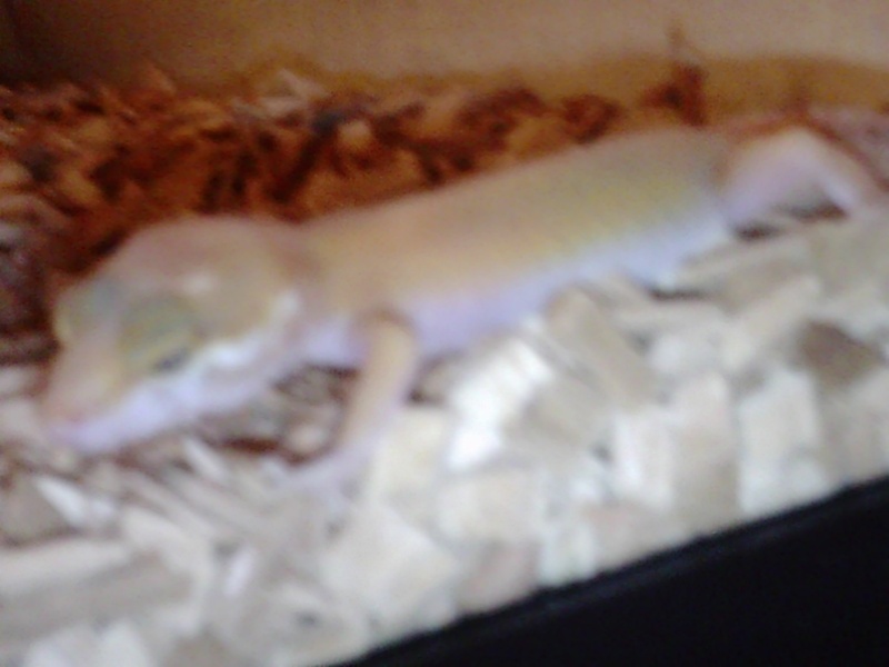 Mon gecko léopard Lezard12