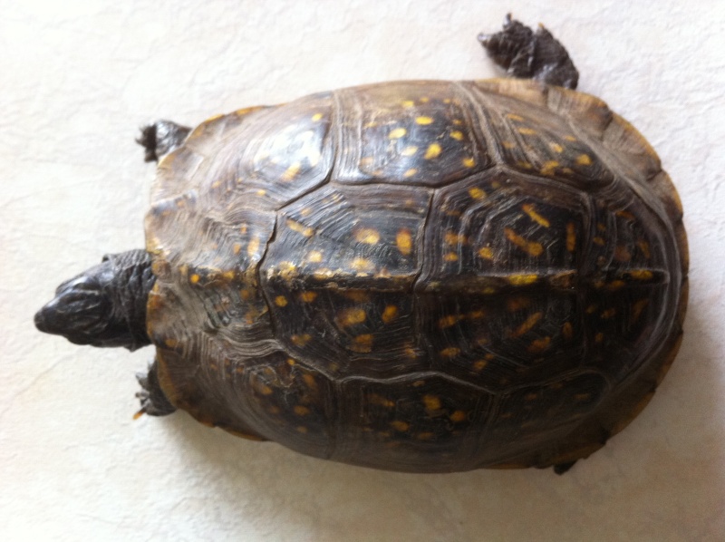 identification de tortue trouvée Img_0714