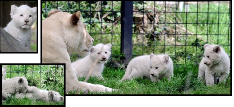 Francia: Prima uscita per i cuccioli del Leone Bianco Immagi10