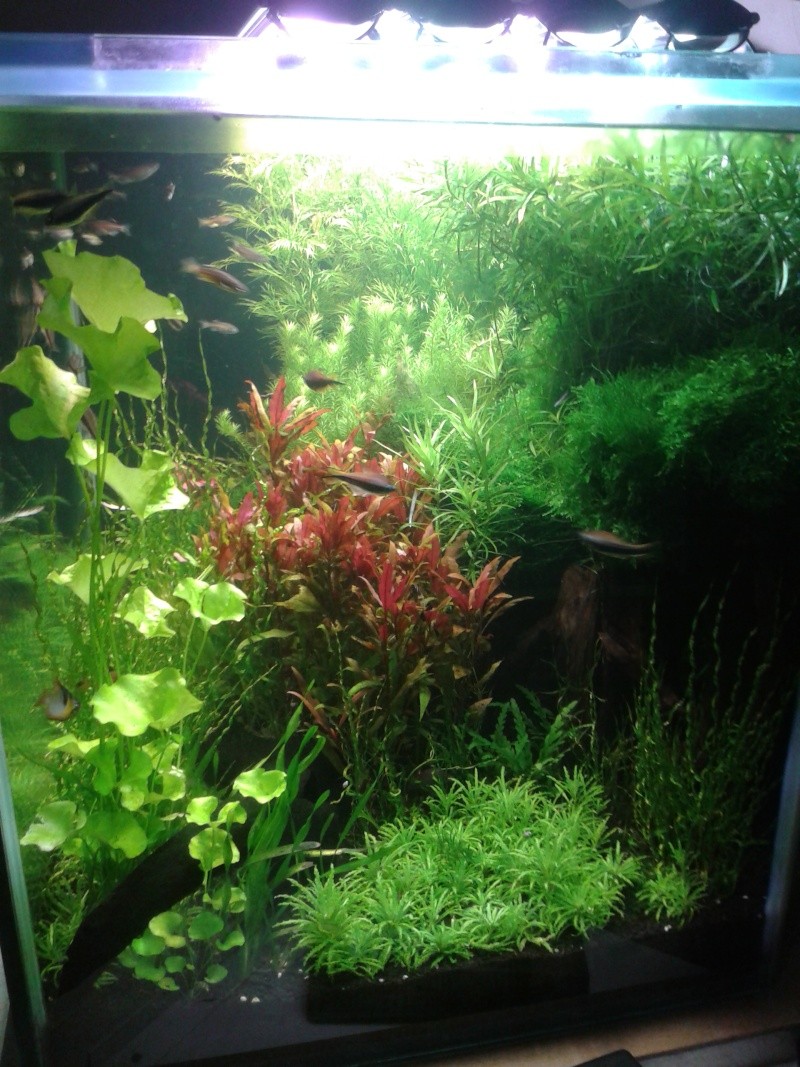 mon aquarium Cote_d11