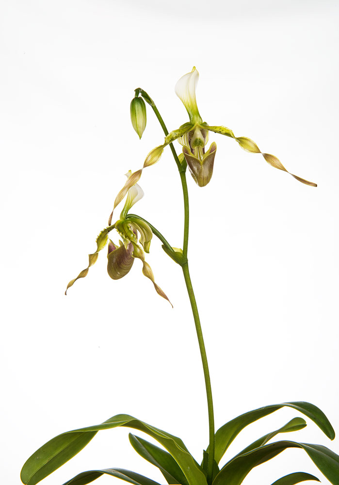 Paphiopedilum dianthum Nft_6010