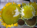 ma récolte de tournesol pour les graines Dscn1514