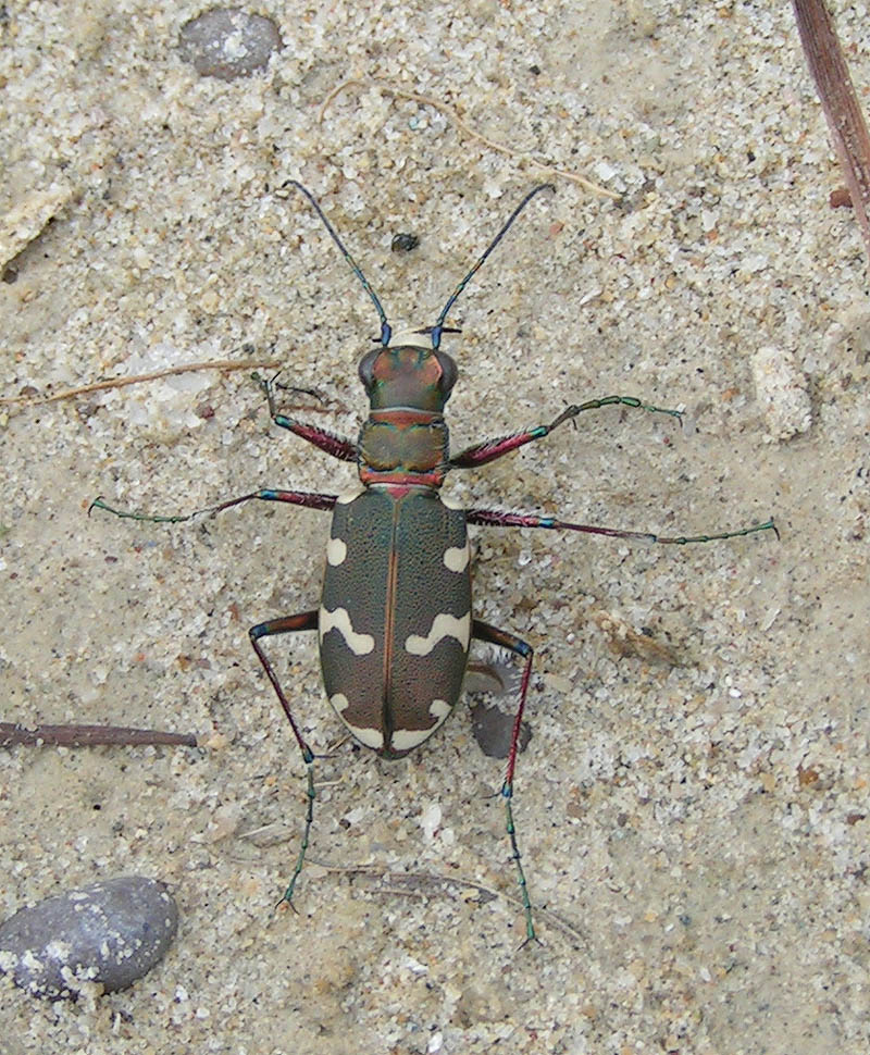 Cicindèle hybride : Cicindela hybrida (Linnaeus, 1758) Cicind10