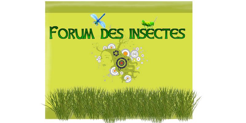 Forum des insectes : Le coin de l'entomologie